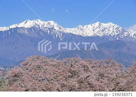信濃大町の春 桜と残雪の北アルプス 信濃大町の春 桜と残雪の北アルプス 139238371