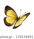Yellow and brown butterfly with detailed wings isolated on white background. Hand-painted watercolor illustration of ixias flavipennis. Good for prints, packaging, branding, stationery 139238491