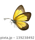 Yellow and brown butterfly with detailed wings isolated on white background. Hand-painted watercolor illustration of ixias flavipennis. Good for prints, packaging, branding, stationery 139238492