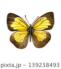 Yellow and brown butterfly with detailed wings isolated on white background. Hand-painted watercolor illustration of ixias flavipennis. Good for prints, packaging, branding, stationery 139238493