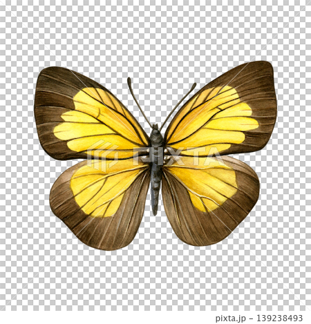 Yellow and brown butterfly with detailed wings isolated on white background. Hand-painted watercolor illustration of ixias flavipennis. Good for prints, packaging, branding, stationery 139238493