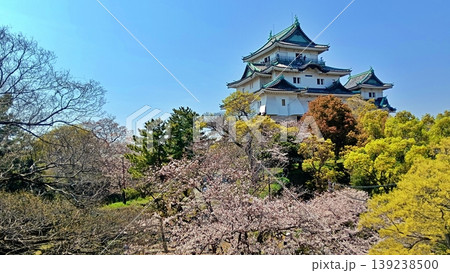 青空に映える和歌山城天守閣と満開の桜 139238500