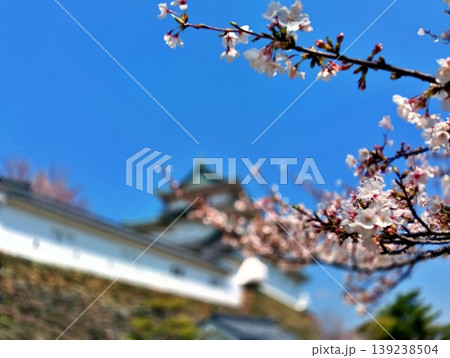 青空に映える満開の桜と和歌山城の春 青空に映える満開の桜と和歌山城の春 139238504