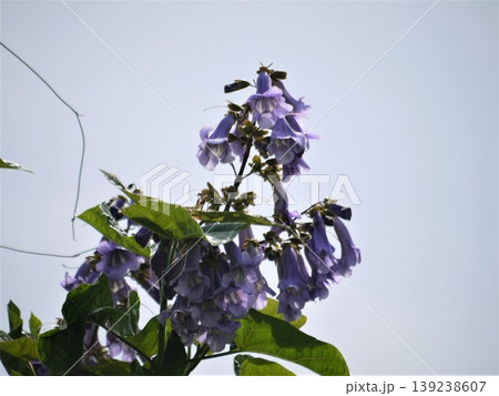 桐の紫色の花と空 桐の紫色の花と空 139238607