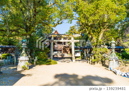晩秋の吉香公園 吉香神社の参道と鳥居と社殿 山口県岩国市 晩秋の吉香公園 吉香神社の参道と鳥居と社殿 山口県岩国市 139239481