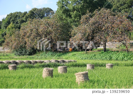 柑橘類と収穫後の牧草ロールがある風景 柑橘類と収穫後の牧草ロールがある風景 139239650