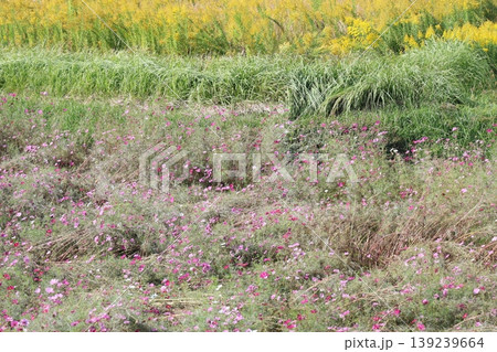 コスモスのある風景 コスモスのある風景 139239664