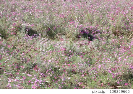 コスモスのある風景 コスモスのある風景 139239666