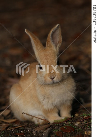 大久野島の野うさぎ 可愛い子ウサギ 自然の中の癒し系動物ポートレート② 139239781