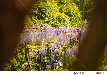 初夏の訪れを告げる美しい藤の花房 初夏の訪れを告げる美しい藤の花房 139240014