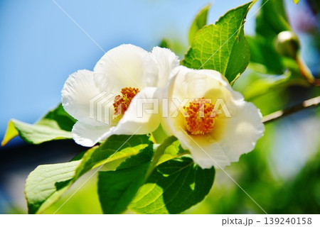 夏椿の花 夏椿の花 139240158