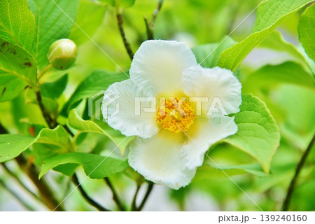 夏椿の花 139240160