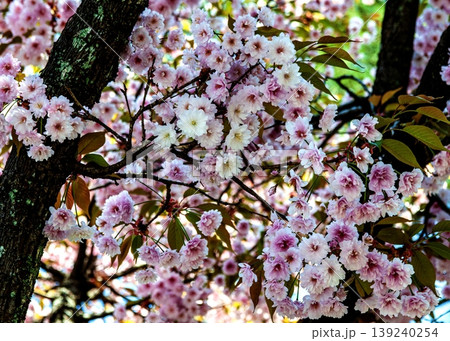 桜 桜 139240254