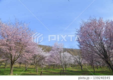 裏磐梯 桜峠 裏磐梯 桜峠 139240345