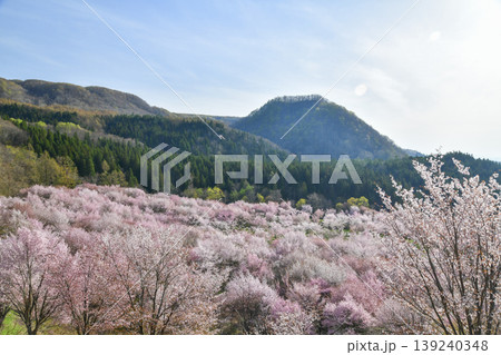 裏磐梯　桜峠 139240348