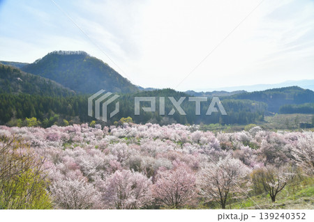 裏磐梯　桜峠 139240352