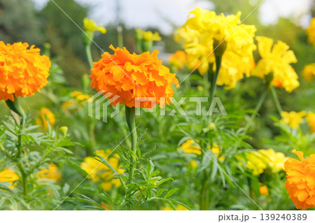 Marigold plant with orange flowers in meadow. Floral garden decor. Blooming decoration plants in gardening. 139240389
