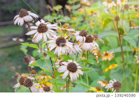 Dry Coreopsis growing in glade. Dry seeds forlandscape. Cottage garden in autumn. Nature floral background in sunny day. Dry Coreopsis growing in glade. Dry seeds forlandscape. Cottage garden in autumn. Nature floral background in sunny day. 139240390