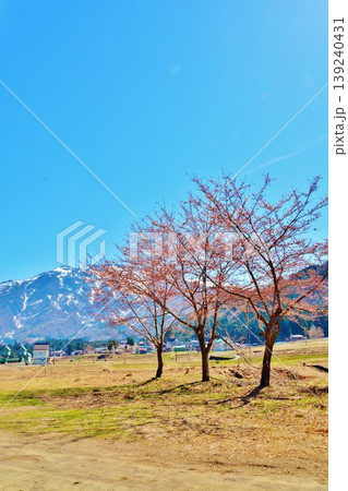桜と残雪の八海山 桜と残雪の八海山 139240431