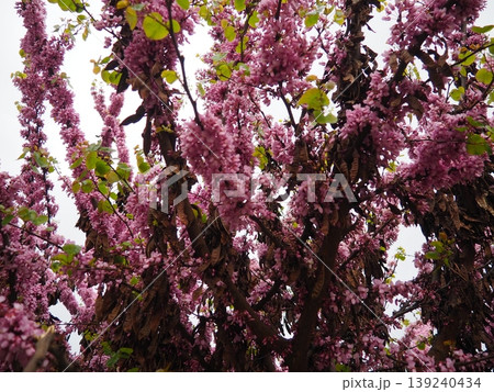 Cercis siliquastrum, European Cercis, Judas tree or Judas-tree is small deciduous species of redbud in flowering plant family Fabaceae. Prolific display of deep pink flowers in spring. City park Cercis siliquastrum, European Cercis, Judas tree or Judas-tree is small deciduous species of redbud in flowering plant family Fabaceae. Prolific display of deep pink flowers in spring. City park 139240434