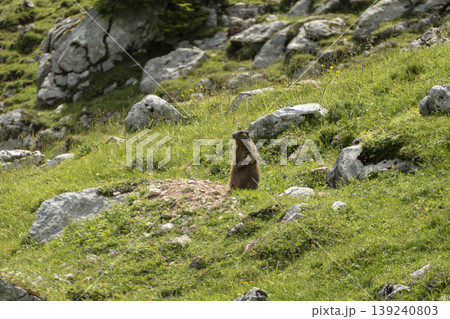 Alpine marmot (Marmota marmota) in high mountains, Karwendel Mountains in Austria Alpine marmot (Marmota marmota) in high mountains, Karwendel Mountains in Austria 139240803