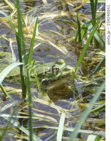 Portrait of a frog Portrait of a frog 139240841