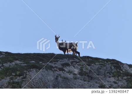 Chamois in the Karwendel Mountains in Austria 139240847