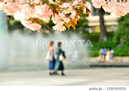 和田倉噴水公園の八重桜と二人の女性 和田倉噴水公園の八重桜と二人の女性 139240926