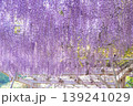 美しい藤の花 139241029
