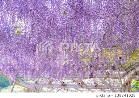 美しい藤の花 139241029