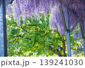 藤の花のある風景 139241030