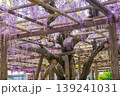 藤棚に咲く藤の花 139241031
