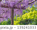 満開になった藤の花 139241033