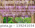 藤の花が満開 139241034