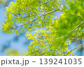 春の新緑の季節の樹木の梢を撮影した写真 139241035
