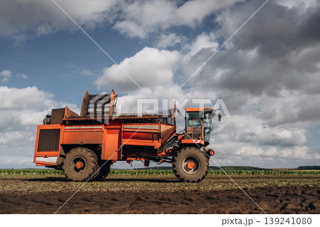 Beet harvester is on the agricultural field at daytime 139241080