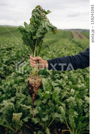 Detailed close up view. Male farmer is standing and holding beet on the agricultural field 139241093