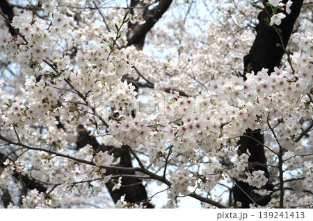 熊谷桜堤（埼玉県熊谷市） 139241413
