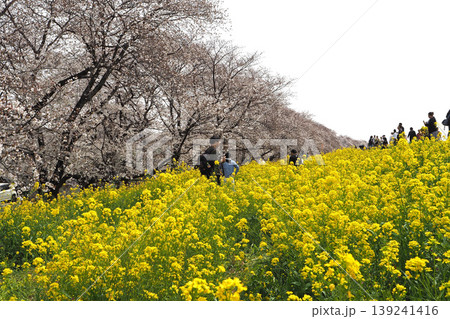 熊谷桜堤（埼玉県熊谷市） 139241416