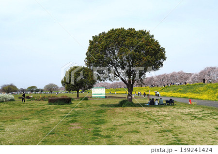 熊谷桜堤（埼玉県熊谷市） 139241424