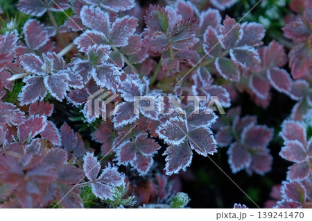 高山の朝に降りた霜・紅葉した野草の葉を縁取る繊細な氷の結晶 高山の朝に降りた霜・紅葉した野草の葉を縁取る繊細な氷の結晶 139241470