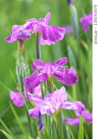 ハナショウブ/花菖蒲/Japanese iris 139241679