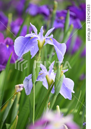 ハナショウブ/花菖蒲/Japanese iris ハナショウブ/花菖蒲/Japanese iris 139241683