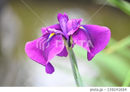 ハナショウブ/花菖蒲/Japanese iris ハナショウブ/花菖蒲/Japanese iris 139241684