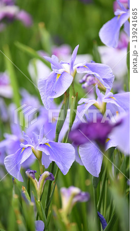 ハナショウブ/花菖蒲/Japanese iris ハナショウブ/花菖蒲/Japanese iris 139241685