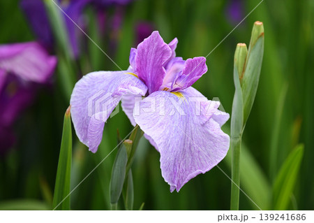 ハナショウブ/花菖蒲/Japanese iris ハナショウブ/花菖蒲/Japanese iris 139241686
