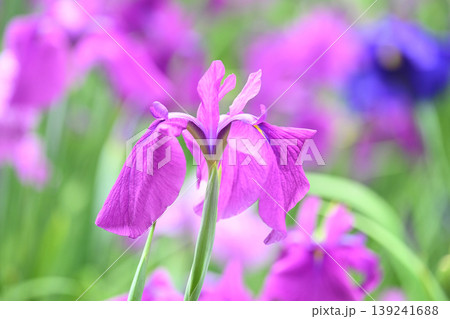 ハナショウブ/花菖蒲/Japanese iris 139241688