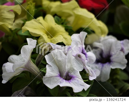 ペチュニアの白と黄色の花 ペチュニアの白と黄色の花 139241724