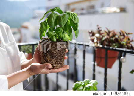 Hands Holding Basil Plant With Root Ball Ready for Potting on Sunny Balcony Hands Holding Basil Plant With Root Ball Ready for Potting on Sunny Balcony 139241873