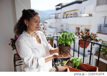 Woman Holding Basil Plant on Sunny Balcony Repotting Herb for Urban Home Gardening Woman Holding Basil Plant on Sunny Balcony Repotting Herb for Urban Home Gardening 139241874